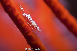 Little Shrimp. Taken with 105mm and +10 Wet Diopter by Reto Aebi 